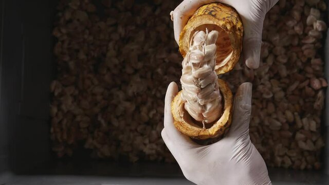 
Cutting fresh cocoa pods reveals cocoa beans with cocoa beans fermented in a bucket.
