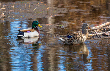 Pair of mallard ducks in water
