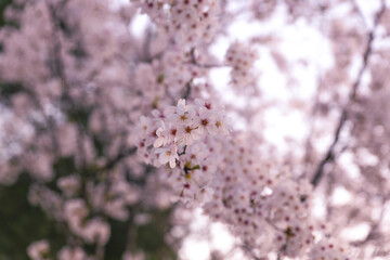 Pink flowers