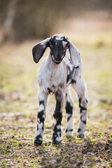 Small south african boer goat doeling portrait on nature