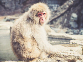 Japanese macaques in Nagano. Jigokudani Monkey Park. Japan.