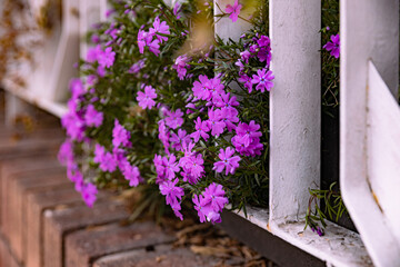 Fototapeta na wymiar Red flowers under the fence