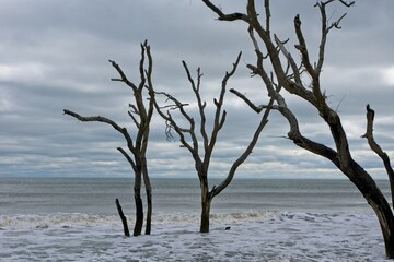 Fototapeta na wymiar Dead trees in sea in Botany Bay Plantation Heritage Preserve and Wildlife Management Area on Edisto Island in South Carolina USA