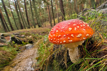 Fly Agaric, Fly Amanita, Amanita muscaria, Sierra de Guadarrama National Park, Segovia, Castile and Leon, Spain, Europe.