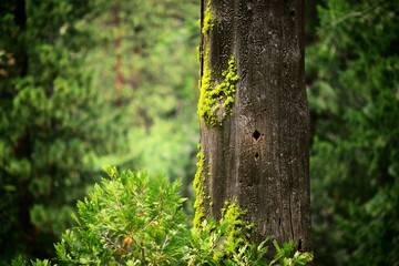 moss on tree