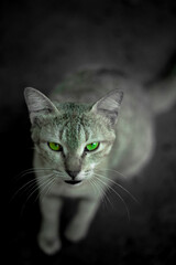 cat portrait with green eys