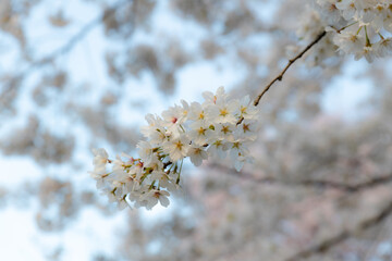 White flowers on the tree