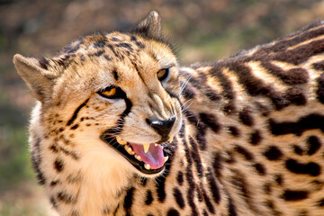 Cheetah, Acinonyx jubatus, Wildlife Reserve, South Africa, Africa