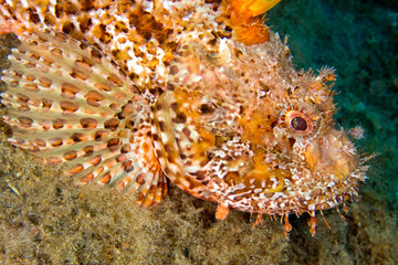 Red Scorpionfish, Scorpaena scrofa, Cabo Cope Puntas del Canegre Natural Park, Mediterranean Sea,  Murcia, Spain, Europe