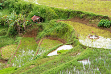 Rice terraces carved into steep mountainsides in Tana Toraja, centrally placed in the island of...