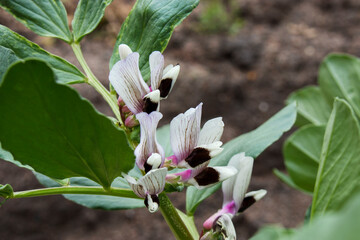 そら豆（ソラマメ）の花