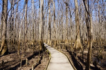 Congaree National Park in South Carolina USA