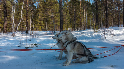 Siberian huskies are harnessed and sit on a snowy road waiting for a run. Gray-white fluffy dogs, red harness. Background- Winter coniferous forest on a sunny day.