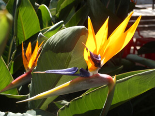 Bird of Paradise (Strelitzia)