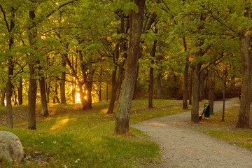 Naklejka premium path in the woods in a park
