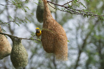 woodpecker on tree 
