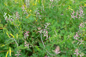 Fumaria capreolata
