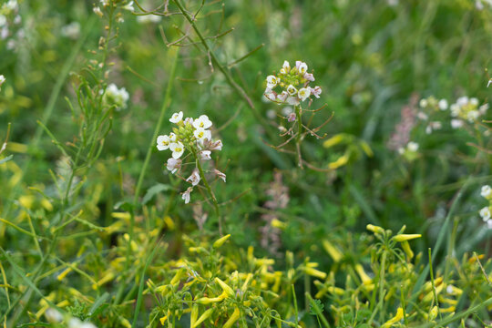 Diplotaxis 이미지 찾아보기 188 스톡 사진, 벡터 및 비디오 Adobe Stock