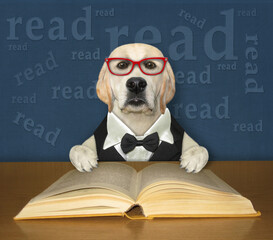 A smart dog labrador in a bow tie and glasses reads an open book at the desk.