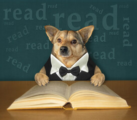 A beige smart dog in a bow tie reads an open book at the desk.