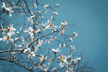 Magnolia tree bloom. Close up of magnolia white blossom tree flowers, close up branch, outdoor. Lily magnolia flower on blue sky blurry background. Macro of magnolia flower bloom.