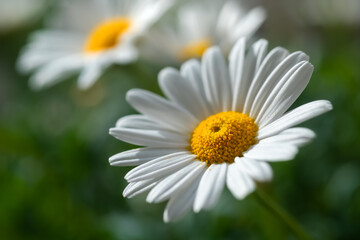 Margerite Leucanthemum vulgare Blume Blüte blauer Himmel Freisteller isoliert Symbol Liebe Sonne Sommer Frühling Makro Selektive Schärfe Fokus Garten Pflanze weiß gelb Symbol Daisy Sauerland 