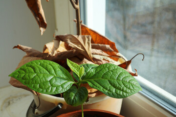 A young gently green plant against the background of an old dried one with a heap of dead leaves....