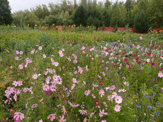 Obraz premium Flower cosmos