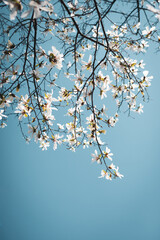 Magnolia tree bloom. Close up of magnolia white blossom tree flowers, close up branch, outdoor. Lily magnolia flower on blue sky blurry background. Macro of magnolia flower bloom.