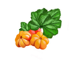 Cloudberry isolated on white. Rubus chamaemorus is rhizomatous herb. Amber-colored edible fruit. Cloudberry, bakeapple, knotberry, knoutberry , aqpik or low-bush salmonberry, averin or evron.
