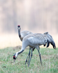 Para żurawi zwyczajnych pasie się na zacienionej łące na tle rozświetlonej ściany lasu. © Michał Kurzątkowski