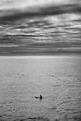 seagull on the beach