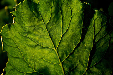 green leaf texture