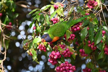 A rainbow lorikeet leaning out of a tree while chewing on the remains of a berry