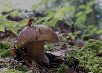 SONY DSC © mika2605