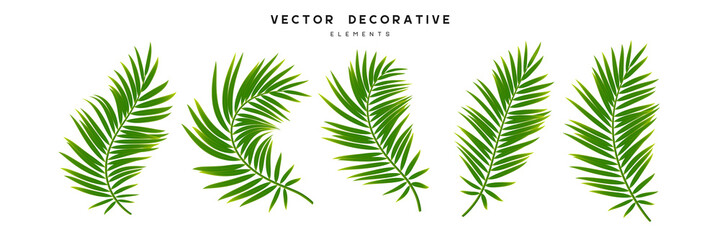 Fototapeta premium Set of palm leaves isolated on white background. Exotic tropical leaves for summer jungle design. Vector illustration.