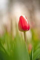Jolie tulipe