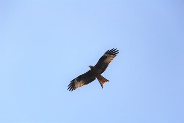 Rotmilan - Redkite 
unbearbeitet während sonnigem Tag