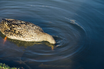 Wild waterfowl ducks swim on a clean lake on a sunny summer day in Russia