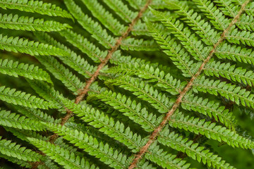 Green fern plants in nature. Fern plants in the forest. Fresh green tropical foliage. Organic nature background