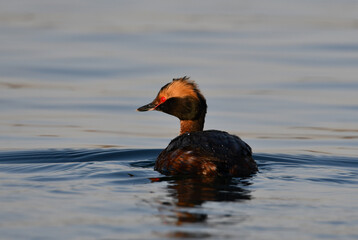 Horned Grebe duck on lake