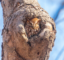 Eastern screech owl napping in the sun