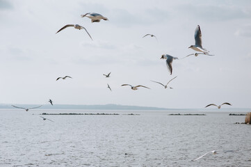 A flock of beautiful white, gray seagulls fly, soar over the sea, wavy ocean in spring time against the background of blue sky and clouds.