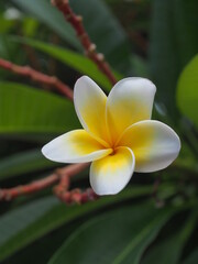 Plumeria, beautiful flower on a tree in somewhere park in thailand