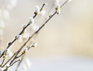 Flowering willow at early spring. Happy Easter