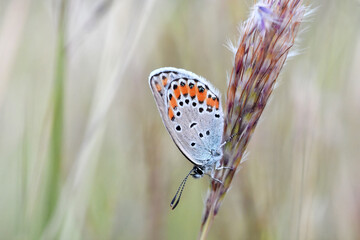 Reverdin's blue (Plebejus argyrognomon) butterfly resting and sleeping in grass. Common little blue butterfly in natural habitat