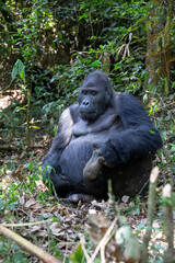 gorila východní nižinná