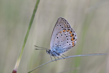 Silver-studded blue (Plebejus argus) butterfly resting and sleeping in grass. Common little blue butterfly in natural habitat