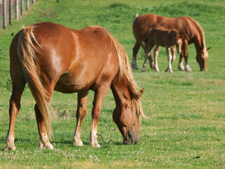 Naklejka na ściany i meble Rare Breed Suffolk Horses