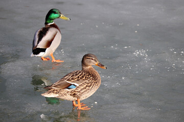 Couple of mallard ducks standing on melting ice. Male and female wild ducks on spring lake